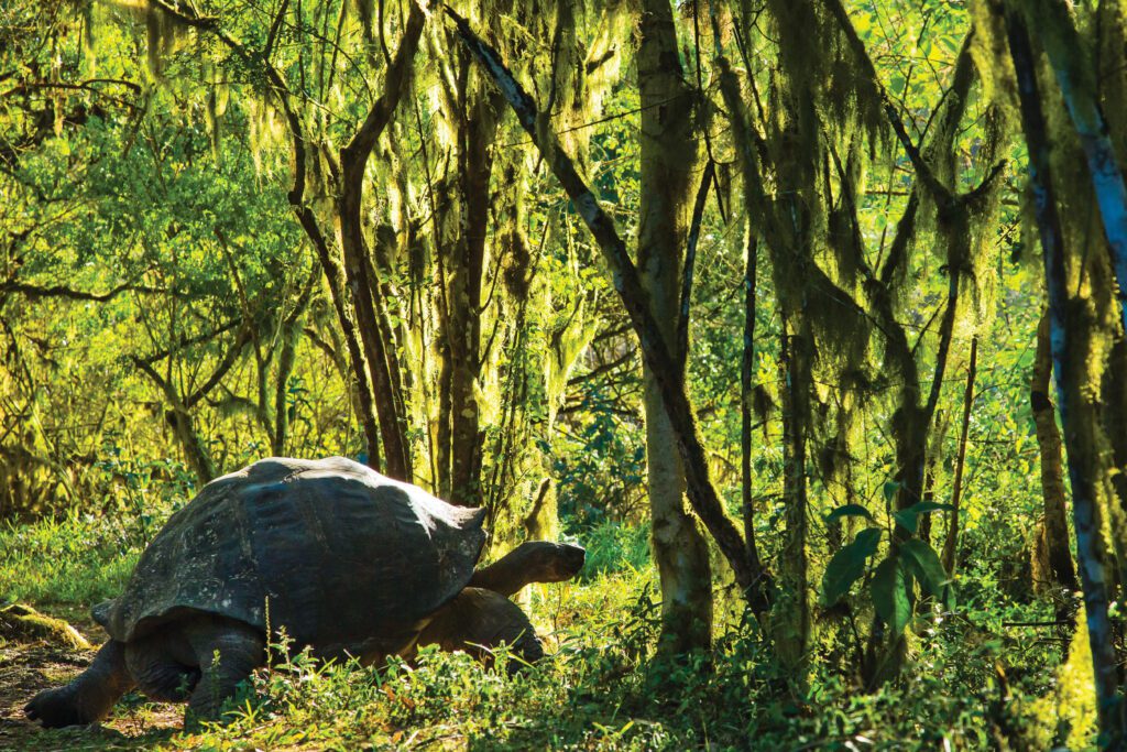 Galapagos Giant Tortoise  (Chelonoidis nigra)