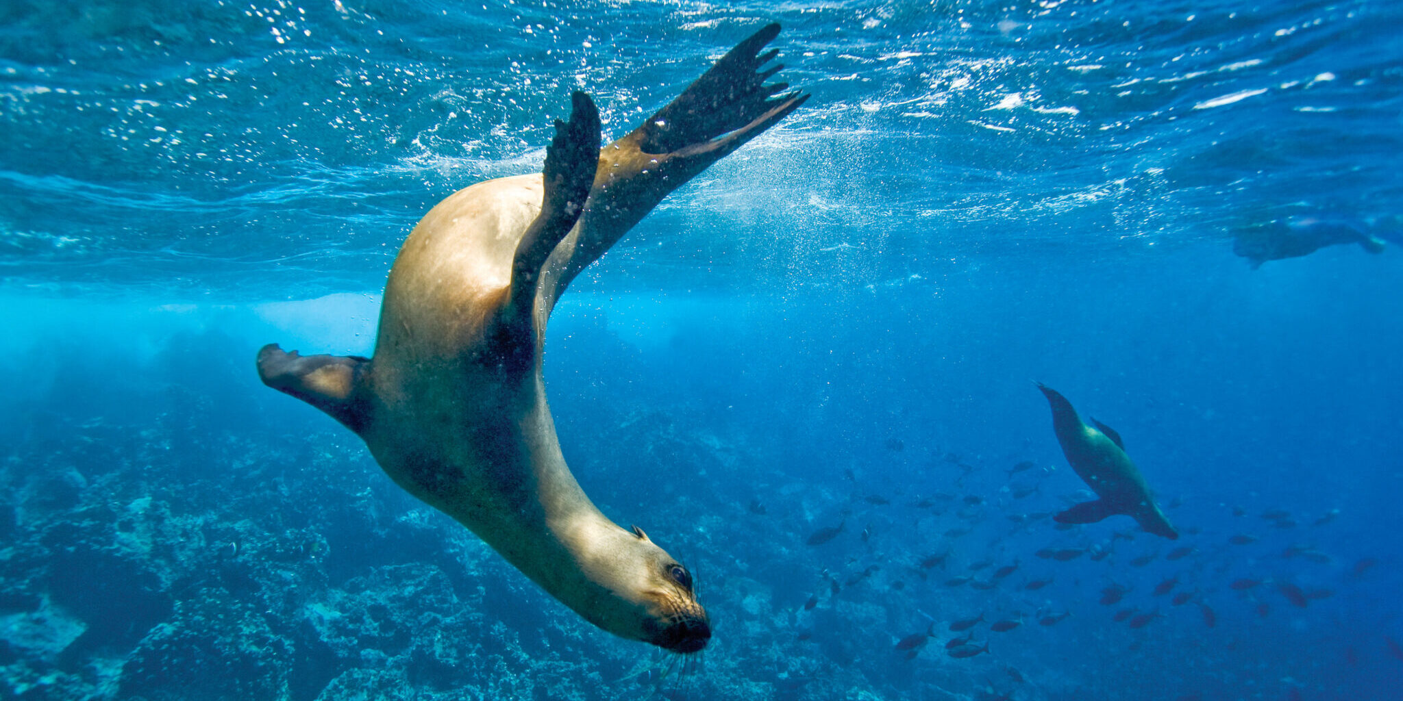 A sea lion swims underwater in clear blue ocean.